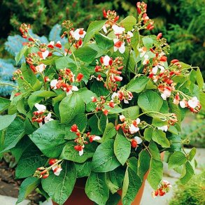 Phaseolus coccineus Hastia