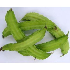 Psophocarpus tetragonolobus Climbing Thuong Hai