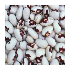 Phaseolus vulgaris Bumble Bee