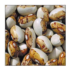 Phaseolus vulgaris Hidatsa Shield