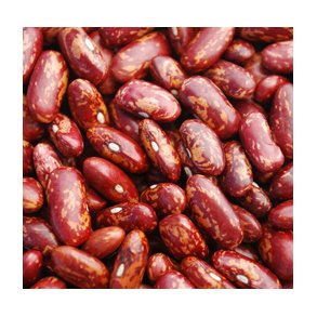 Phaseolus vulgaris Kilimanjaro Speckled