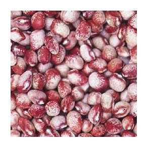 Phaseolus vulgaris Mayflower / Amish Knuttle