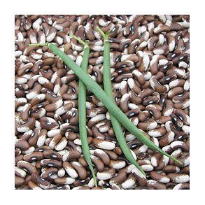 Phaseolus vulgaris Painted Pony