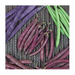 Phaseolus vulgaris Red Swan