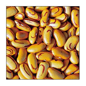 Phaseolus vulgaris Tigers Eye