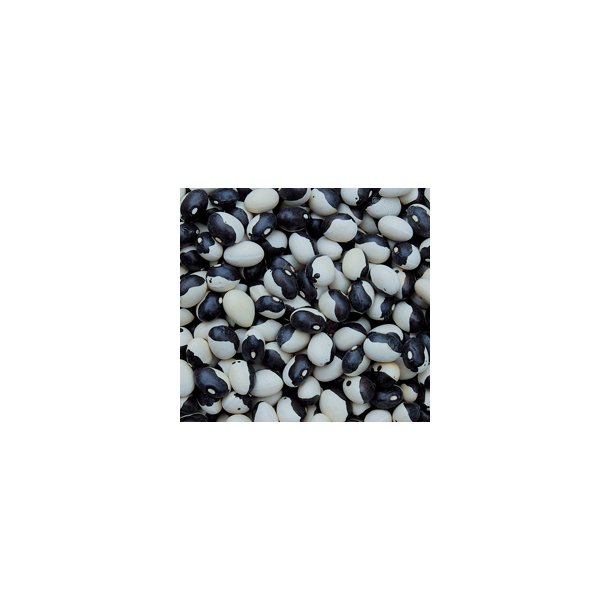 Phaseolus vulgaris Calypso / Yin Yang / Orca