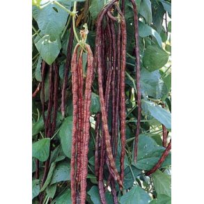 Vigna unguiculata ssp. Sesquipedalis Purple Mart