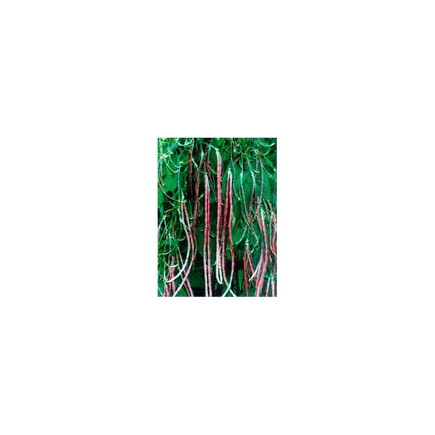 Vigna unguiculata subsp sesquipedalis Mosaic