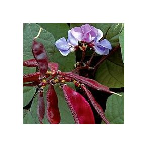 Dolichos lablab purpureus Purple