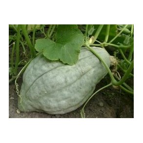 Cucurbita maxima True Green Hubbard