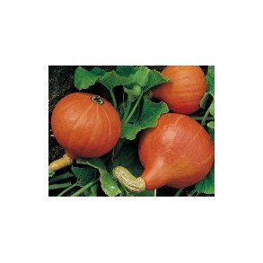 Cucurbita maxima Uchiki Kuri