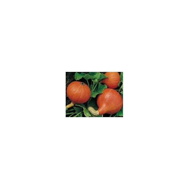 Cucurbita maxima Uchiki Kuri