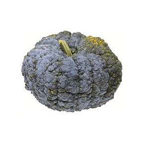 Cucurbita Moschata Chirimen