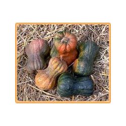 Cucurbita Moschata Shishigitani