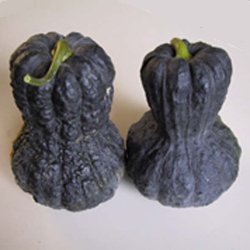Cucurbita Moschata Shishigitani