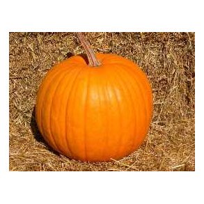 Cucurbita maxima Connecticut Field