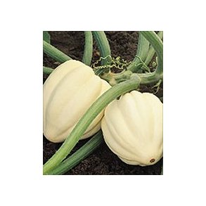Cucurbita pepo Cream of the Crop F1 / White Cloud F1