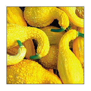 Cucurbita Pepo Yellow Crookneck