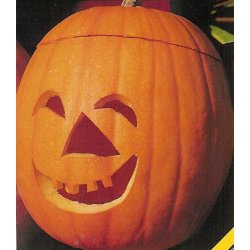 Cucurbita Pepo Jack OLantern