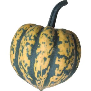 Cucurbita pepo Mardi Gras