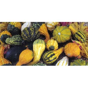 Cucurbita pepo Small Assorted Professional Warted