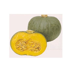 Cucurbita maxima Blue Kuri