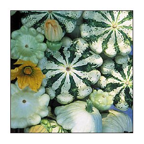 Cucurbita pepo Panache Jaune et Verte