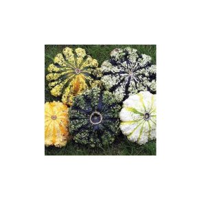 Cucurbita pepo Panache-Stri Melange