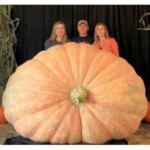 Cucurbita maxima Atlantic Giant Super Selectie nr. 1