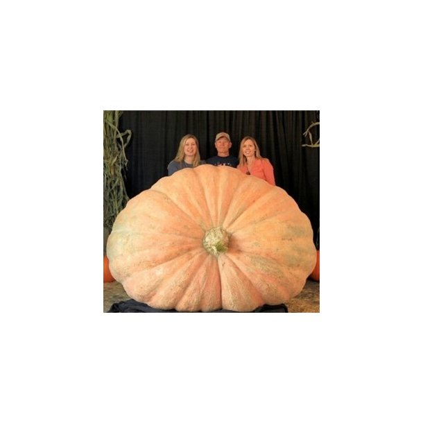 Cucurbita maxima Atlantic Giant Super Selectie nr. 1