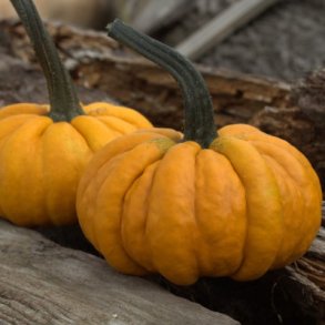 Cucurbita pepo 32-31