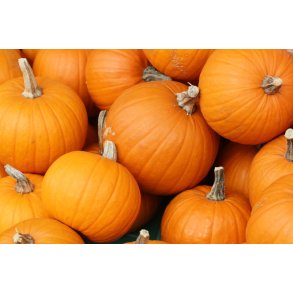 Cucurbita Pepo Jack OLantern