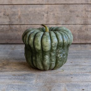 Cucurbita maxima New Zealand Blue