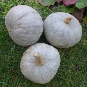 Cucurbita maxima Yukisgeshou