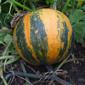 Cucurbita pepo Gleisdorfer lkrbis