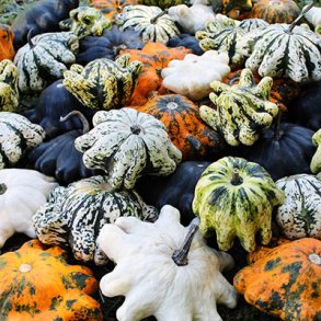 Cucurbita pepo Orbis F1 Mix