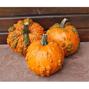 Cucurbita maxima Goosebumps F1