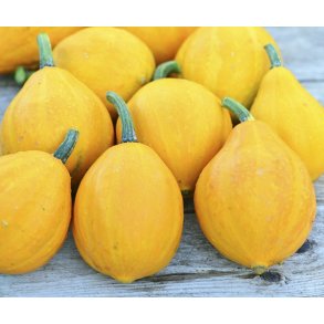 Cucurbita pepo Lemon Squash