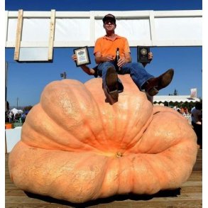 Cucurbita maxima Atlantic Giant Super Selectie nr. 2