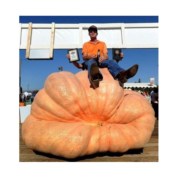 Cucurbita maxima Atlantic Giant Super Selectie nr. 2