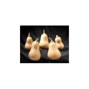 Cucurbita moschata Hunter F1