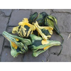 Cucurbita pepo Autumn Wings Large