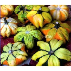 Cucurbita pepo Daisy