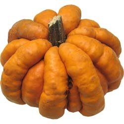 Cucurbita pepo Guicoy