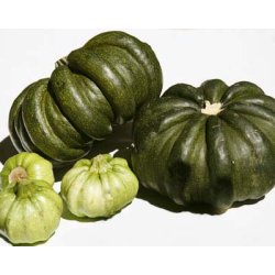 Cucurbita pepo Guicoy