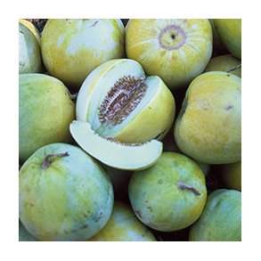 Cucumis melo var. Conomon Sakatas Sweet