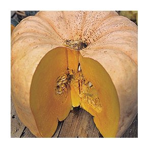 Cucurbita maxima Australian Butter