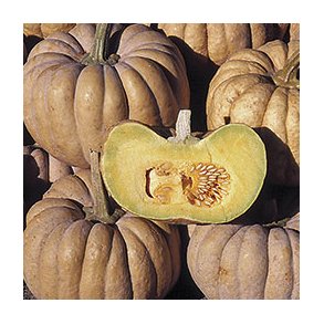 Cucurbita moschata Kikuza