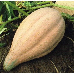 Cucurbita maxima Sweet Fall