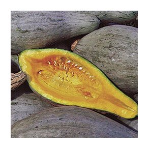 Cucurbita maxima Sibley